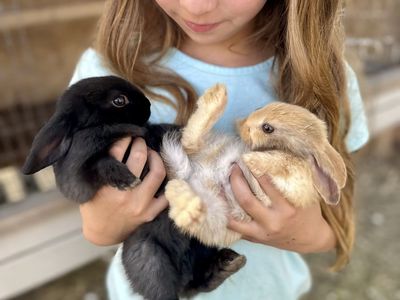 Adorable Baby, Young, and Adult Rabbits - Perfect for Your Home!
