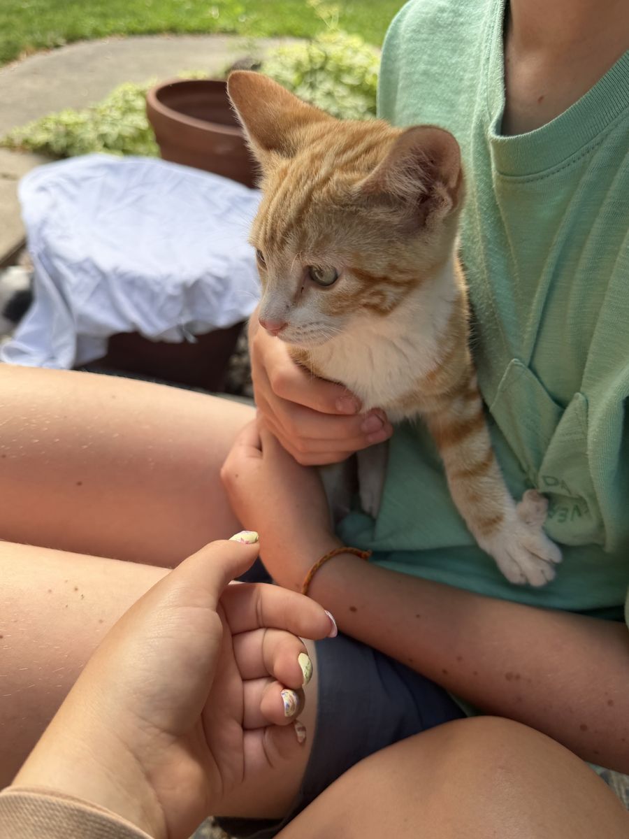 Kittens