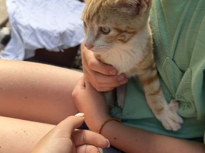 Kittens