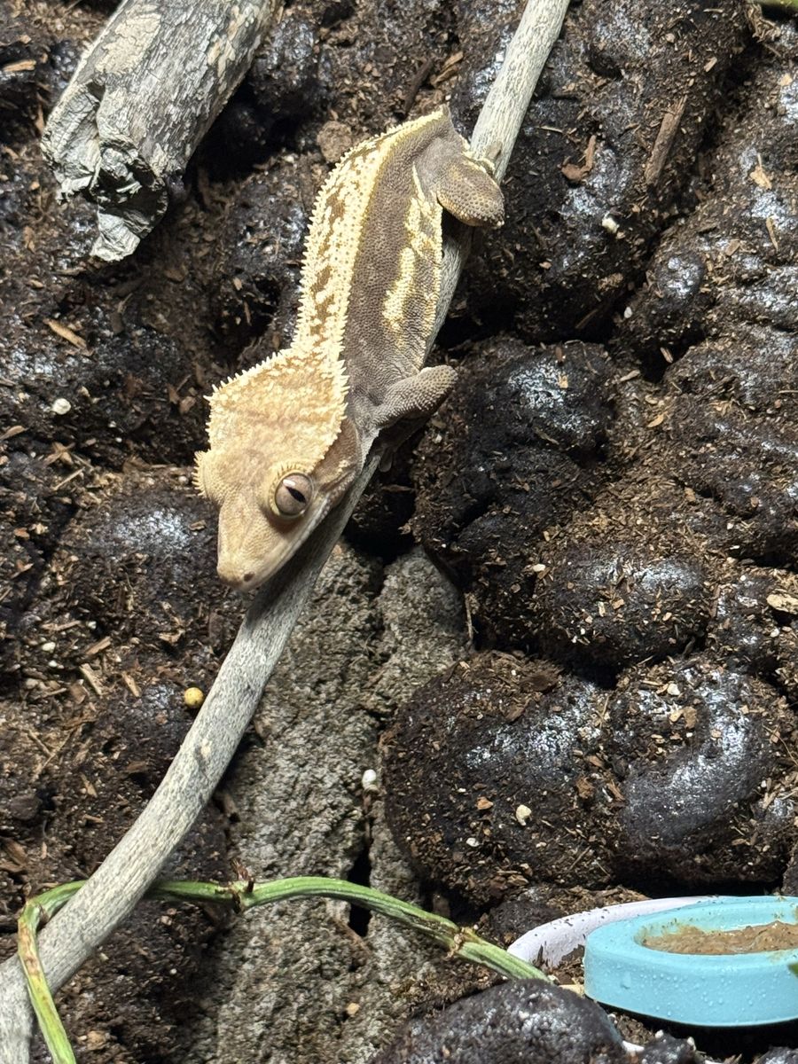Male Soft Scale Whitewall Crested Gecko