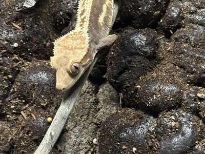 Male Soft Scale Whitewall Crested Gecko