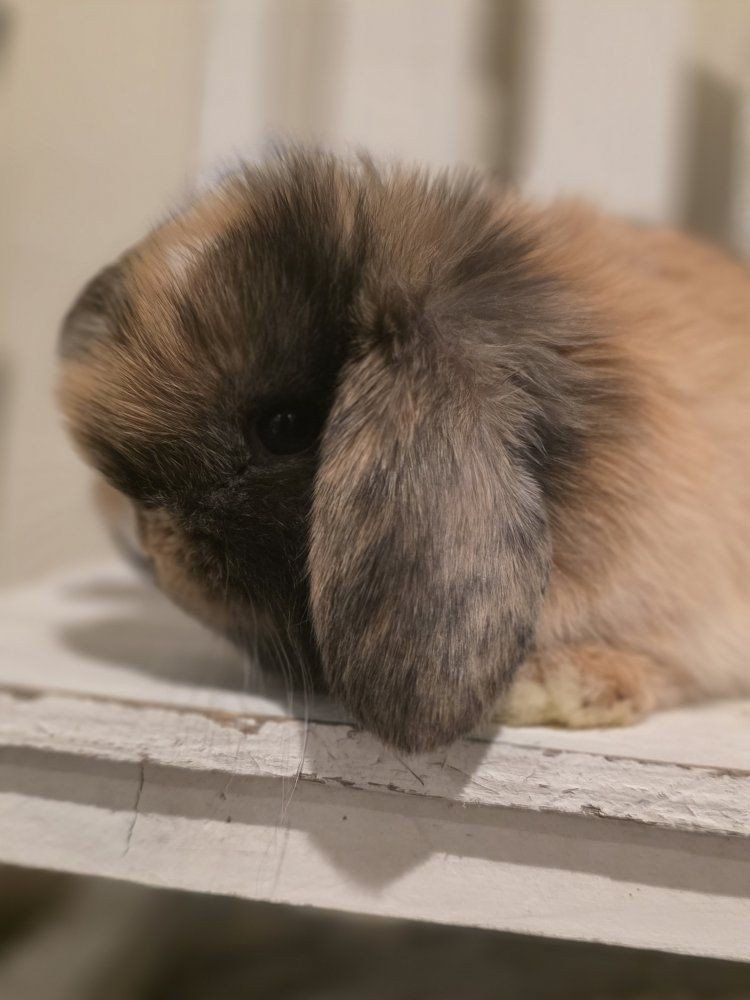 Pedigreed holland lop bunnies