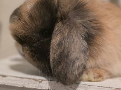 Pedigreed holland lop bunnies