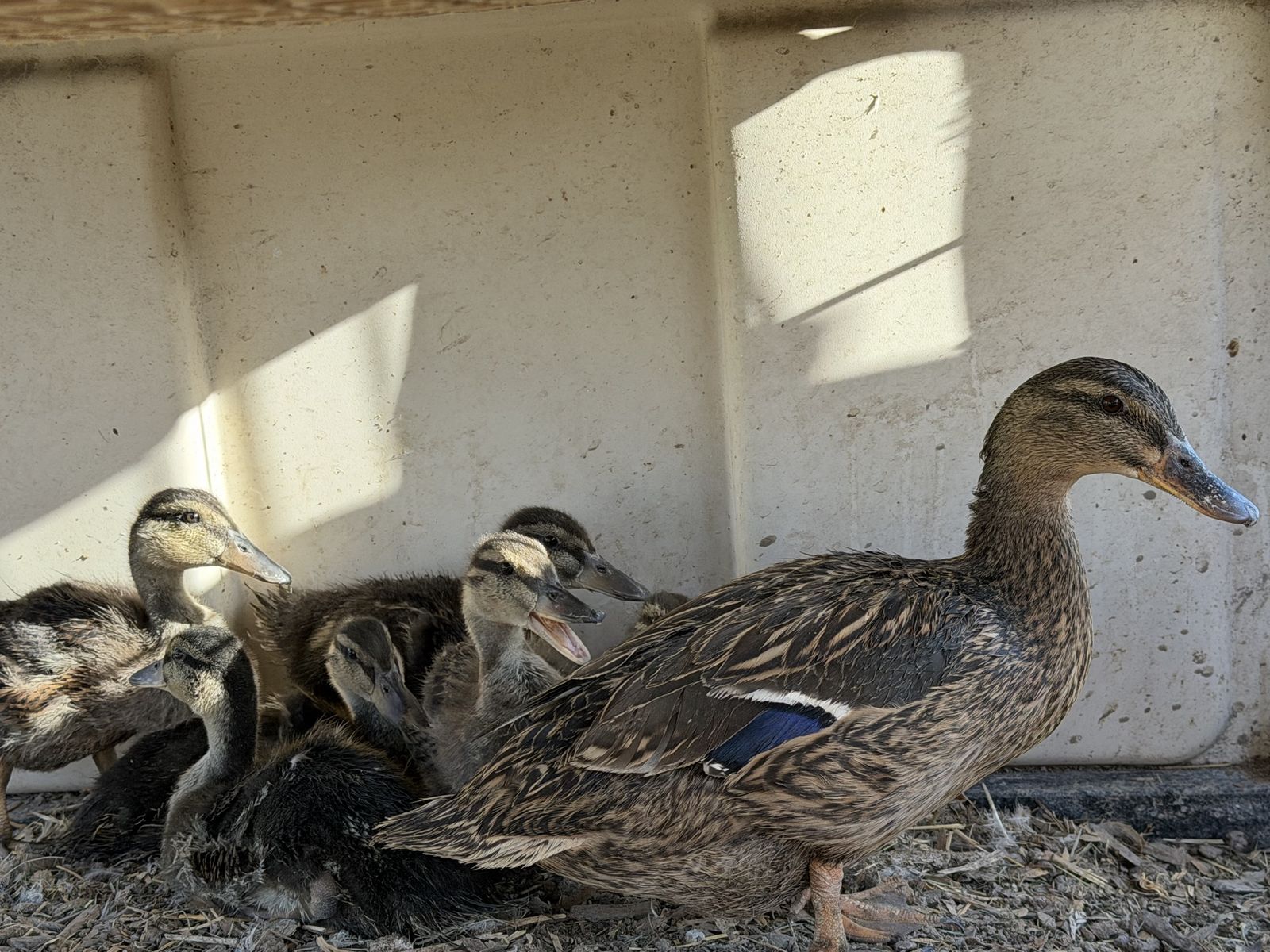 Mallard ducklings