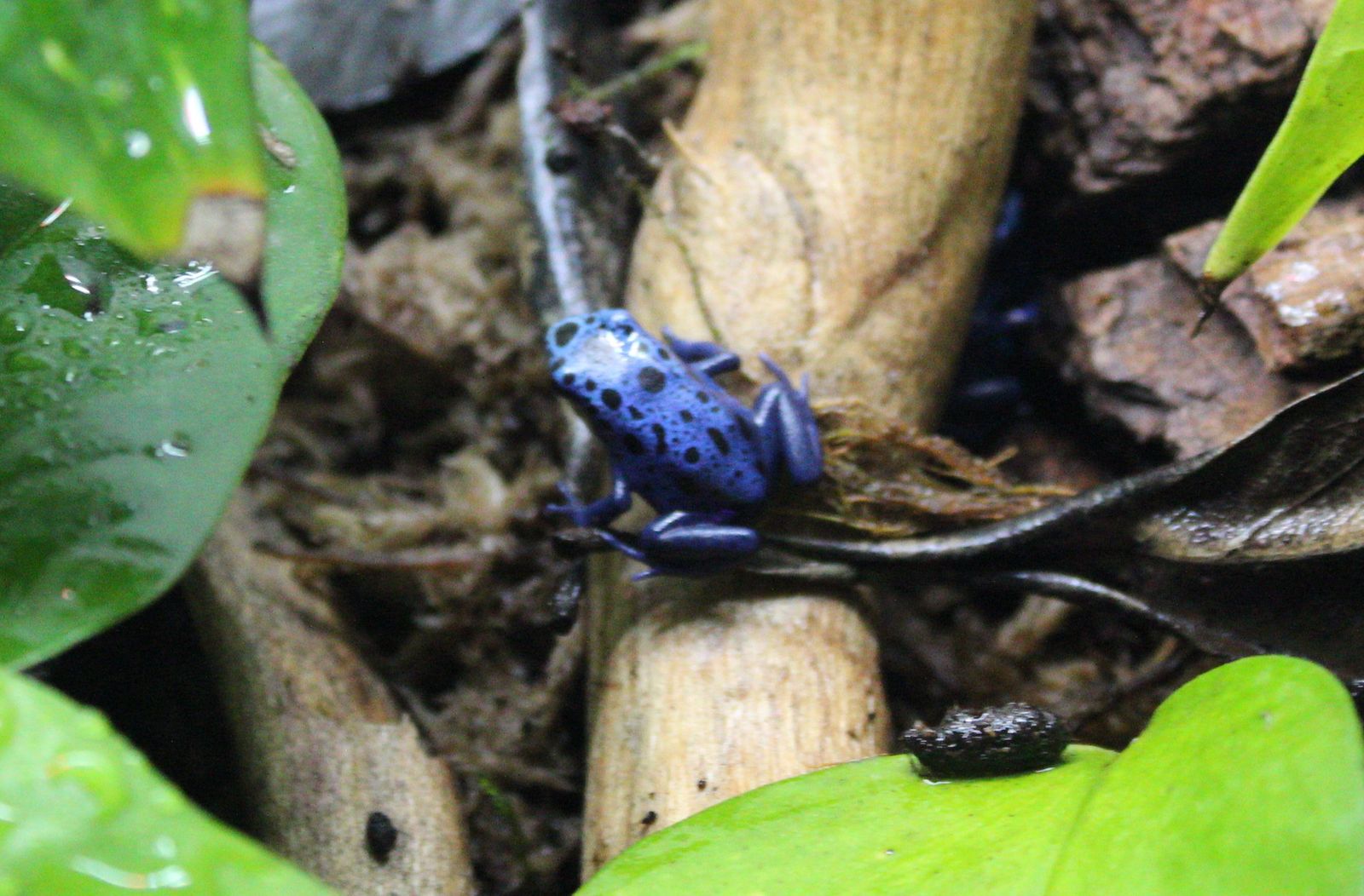 Blue Dart Frogs (Dendrobates Azureus)