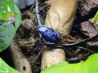Blue Dart Frogs (Dendrobates Azureus)