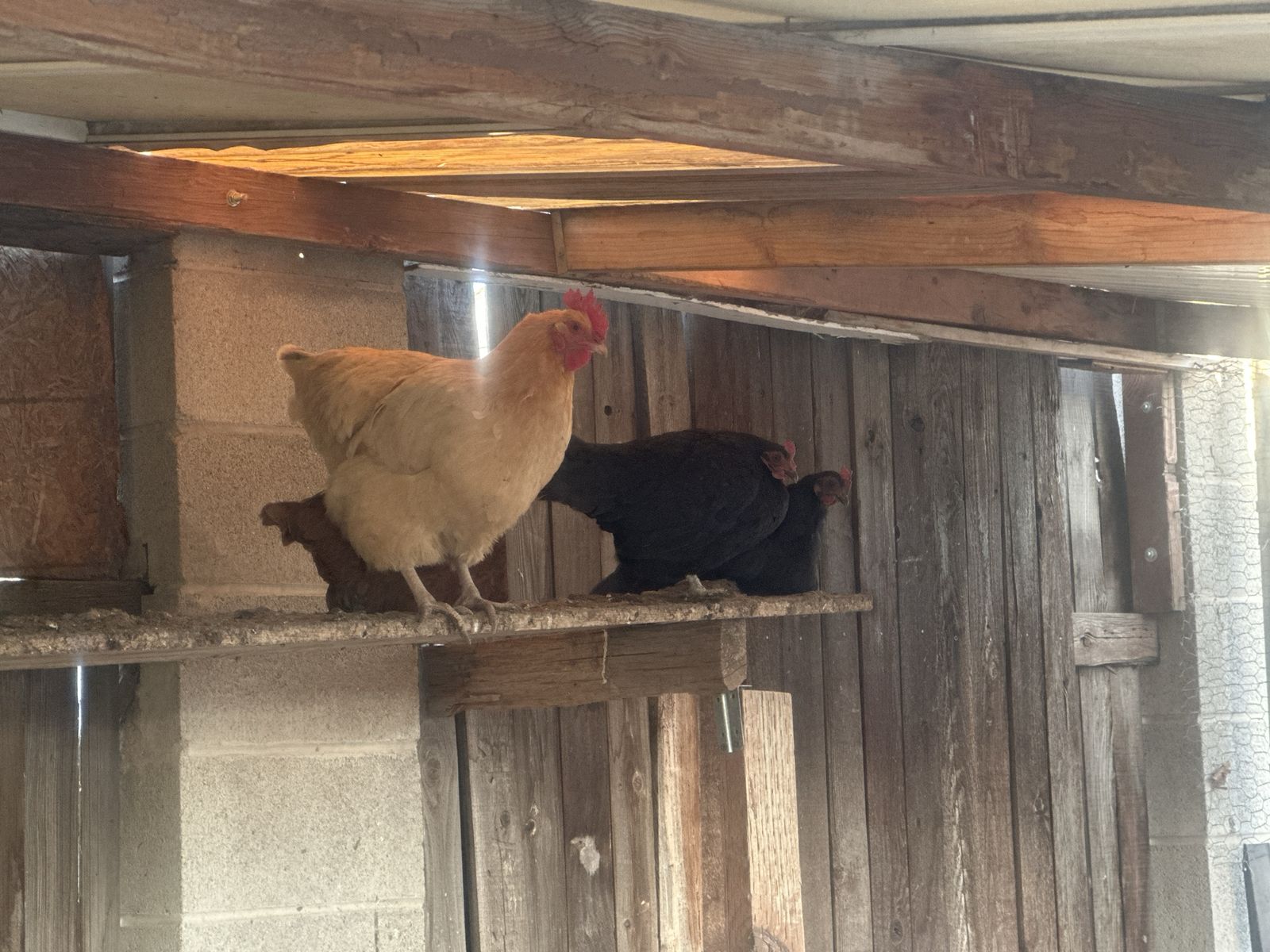 6 laying hens for sale(including 800 lbs wheat)