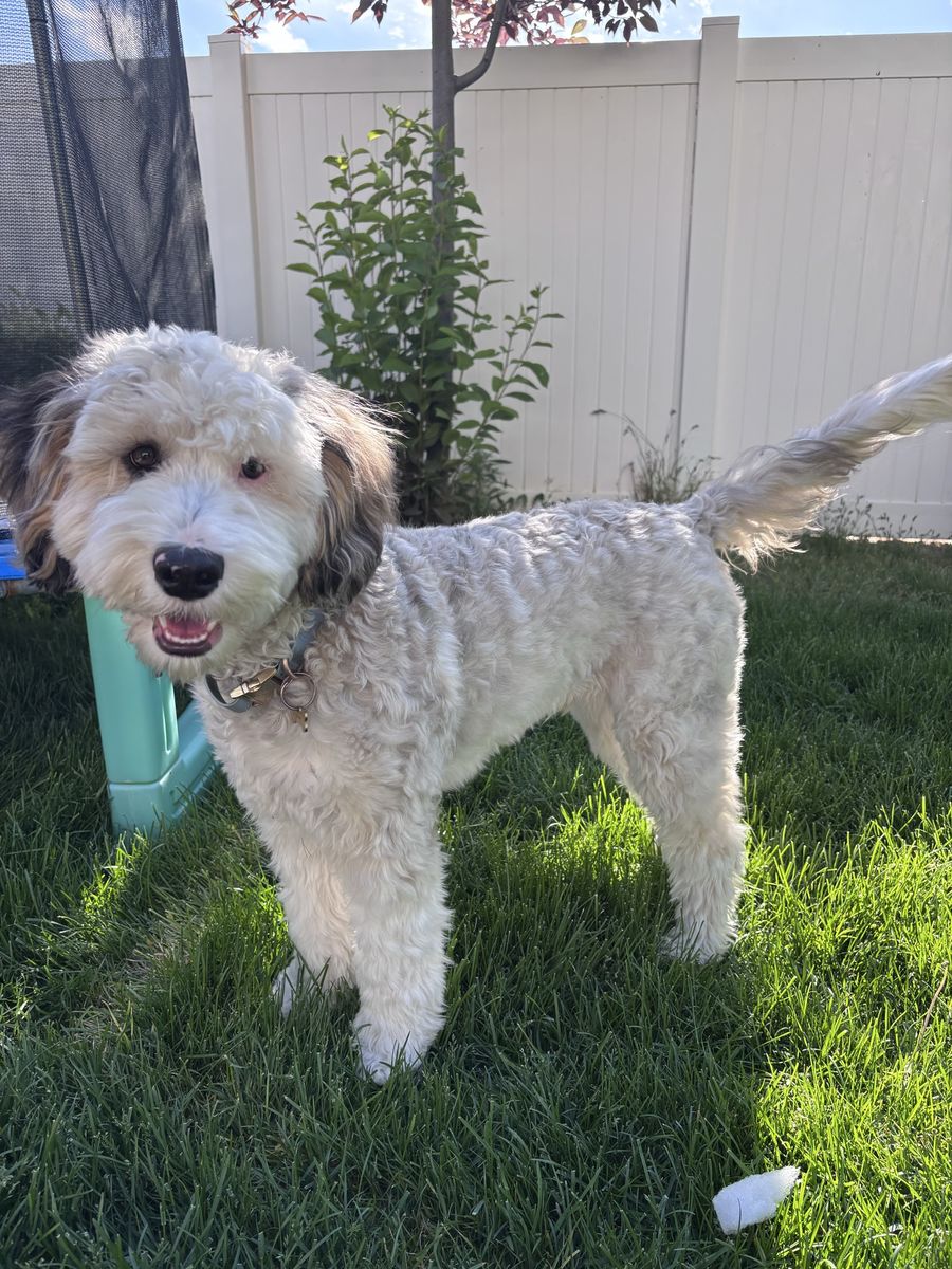 Mini Aussiedoodle Puppy