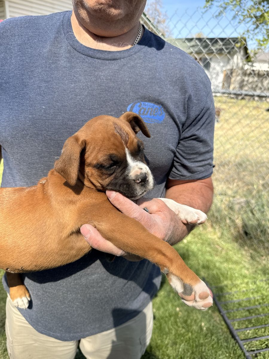 Boxer puppies