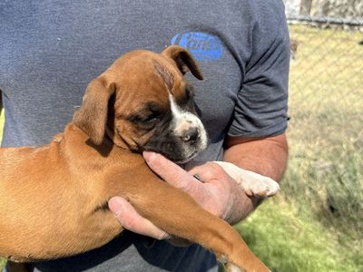 Boxer puppies