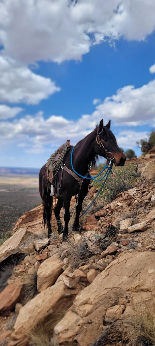 7 year old mustang mare
