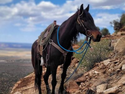 7 year old mustang mare