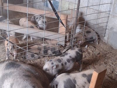 KuneKune Piglets - Spotted, Healthy, & Ready for New Homes