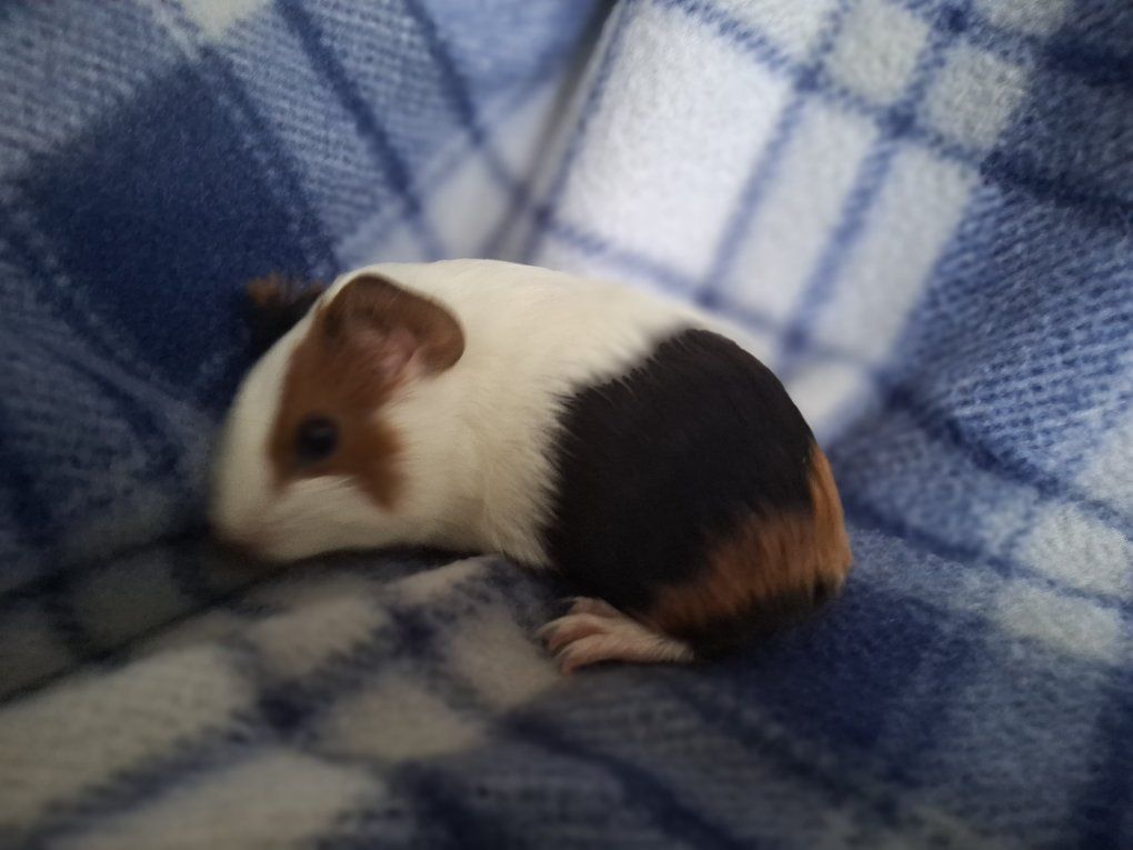 Baby Guinea Pig: Spanky