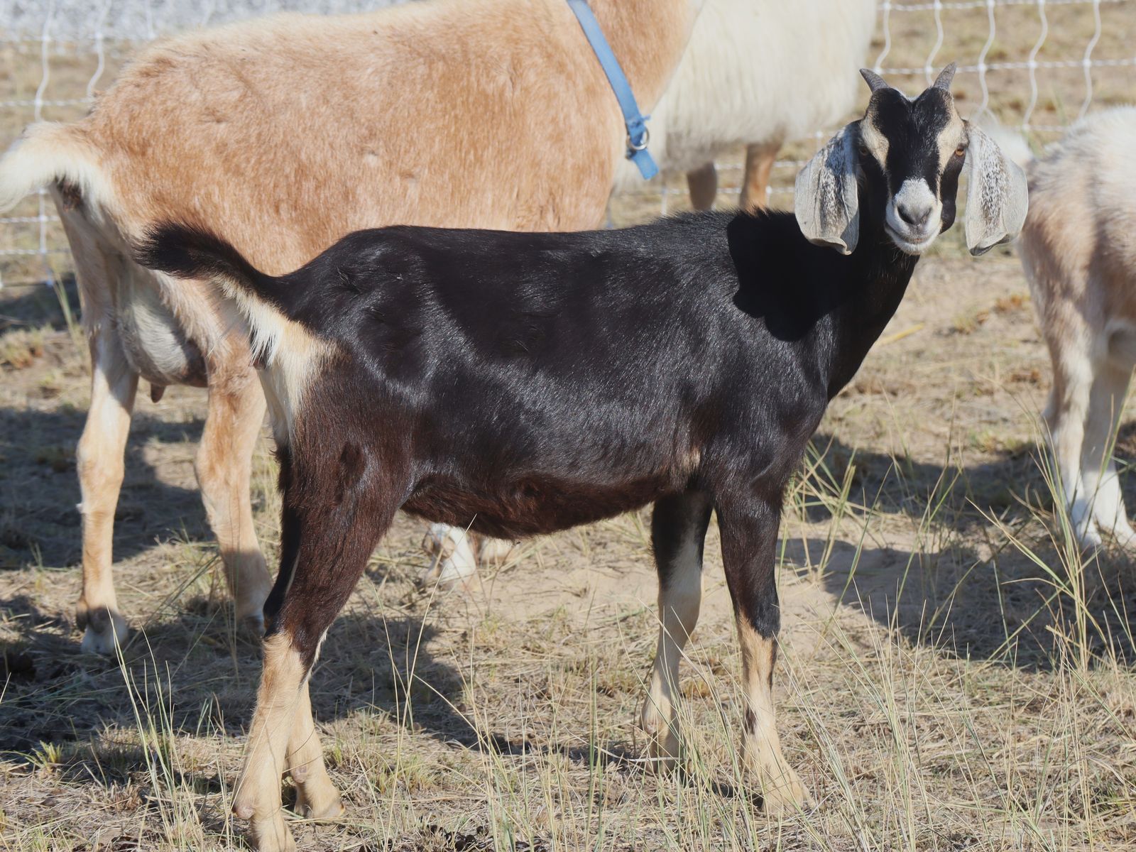 Dairy Goat Starter Herd