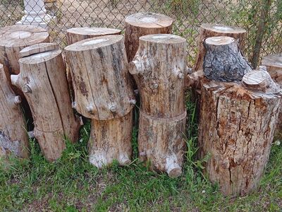 Pine wood Logs and Trunks, $10 per large log