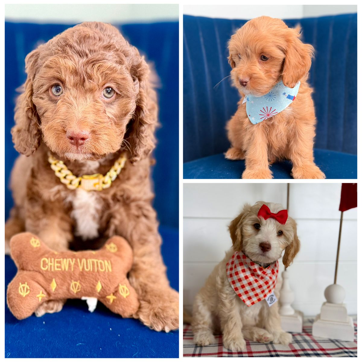 Cavapoo puppies