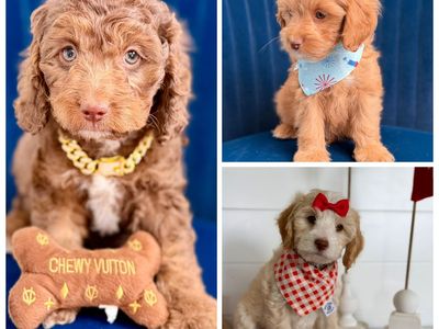 Cavapoo puppies