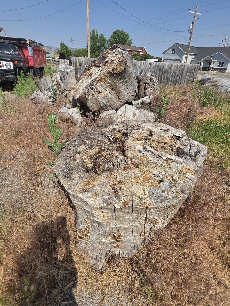 Free Firewood & Landscaping Logs - Large Tree Trunks & Stumps, Pickup Only