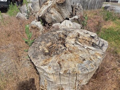 Free Firewood & Landscaping Logs - Large Tree Trunks & Stumps, Pickup Only
