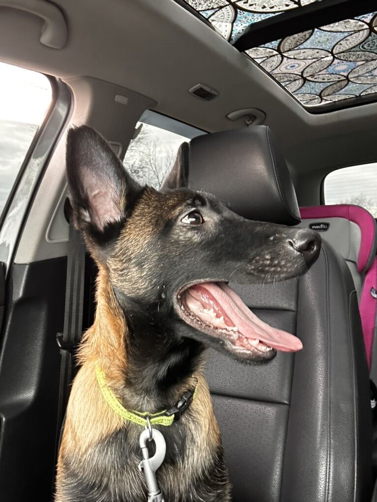 AKC Belgian Malinois