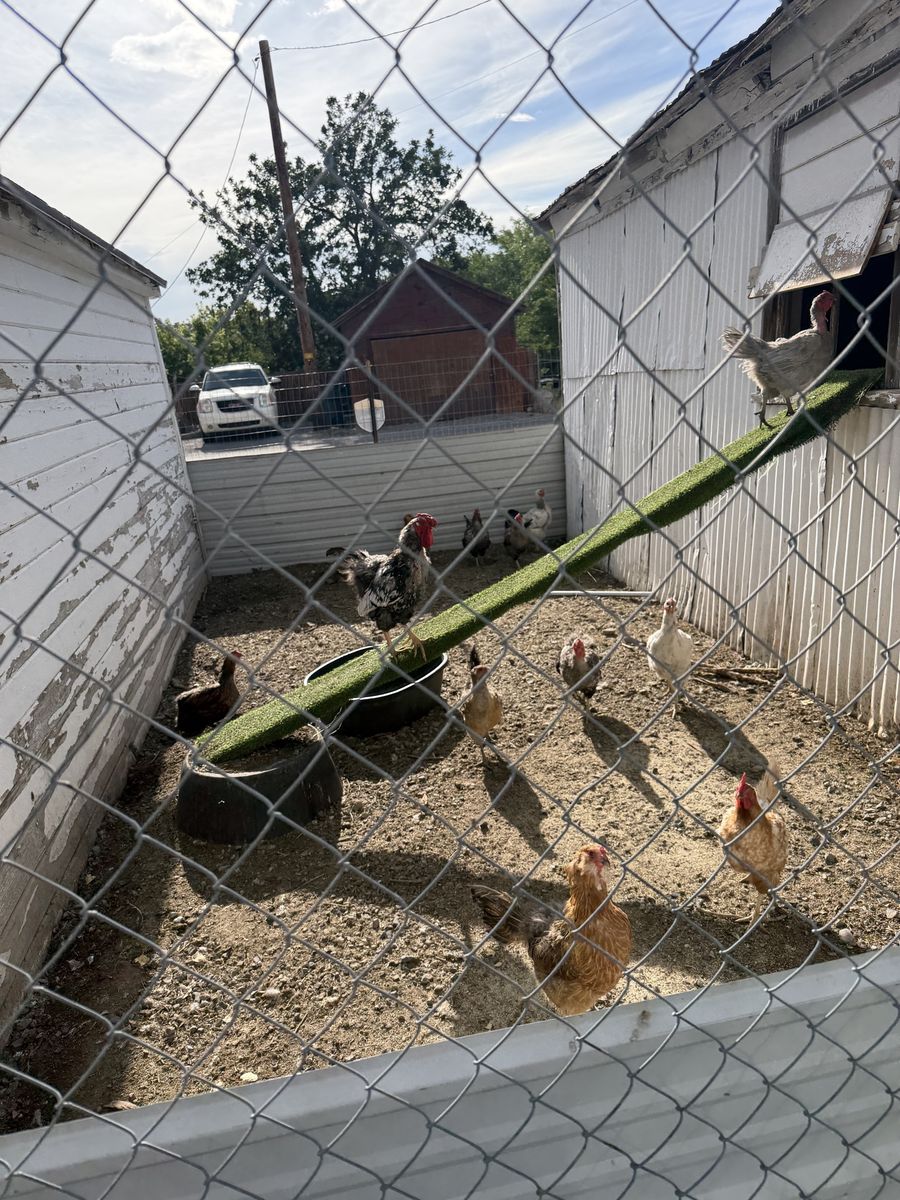 Chickens and Rooster Flock - Assorted Breeds