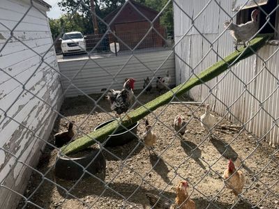 Chickens and Rooster Flock - Assorted Breeds