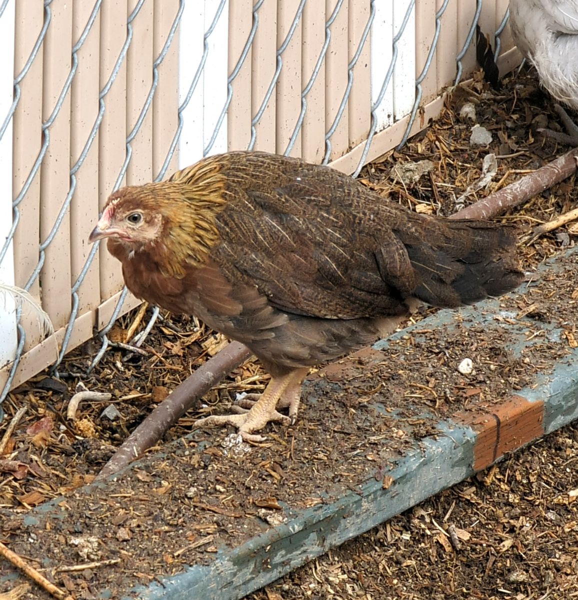 Coop Ready Easter Egger Pullets / Female