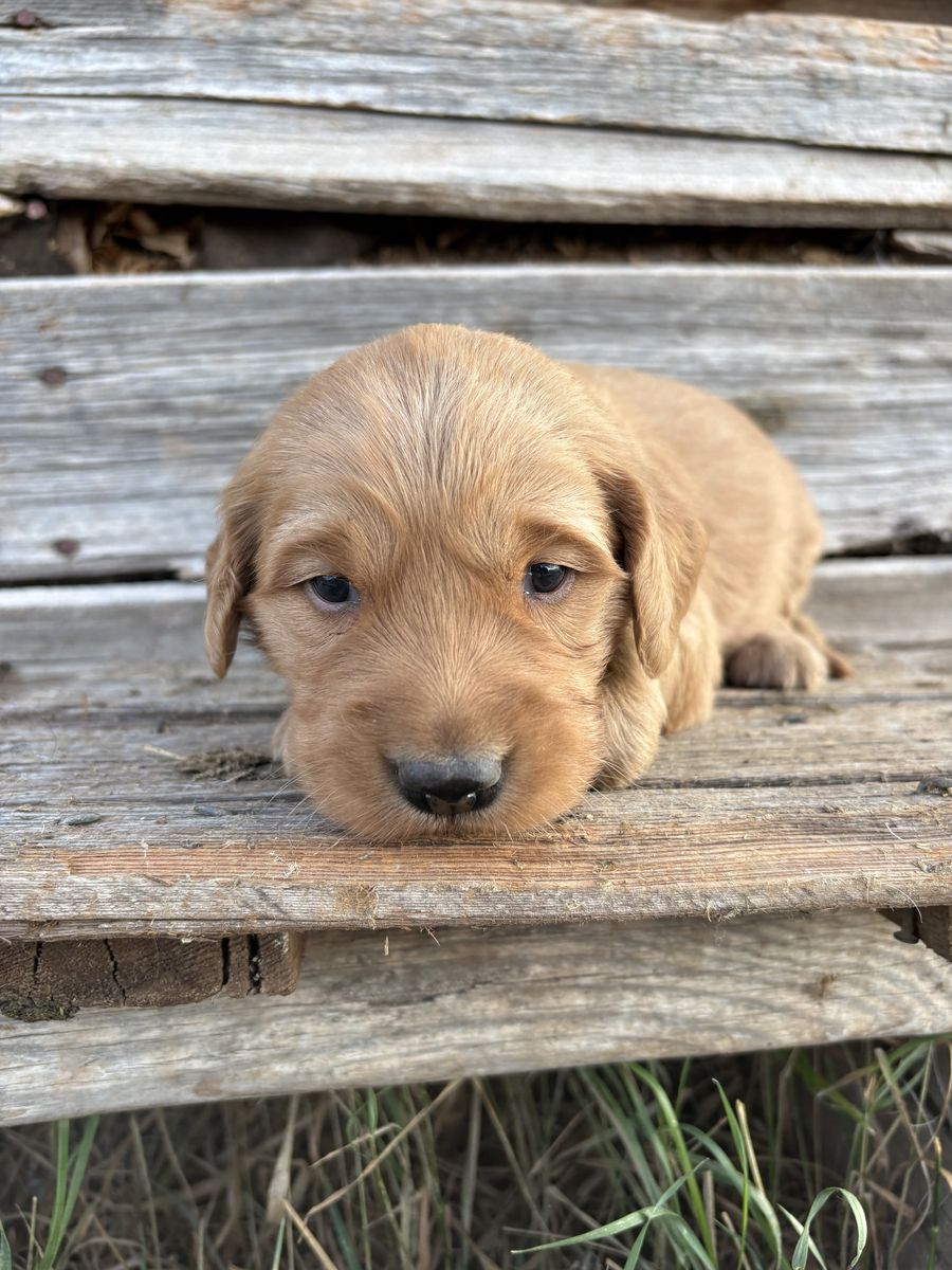 AKC Golden Retriever Puppies