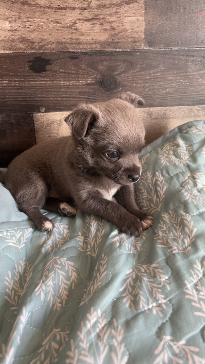 Chihuahua male