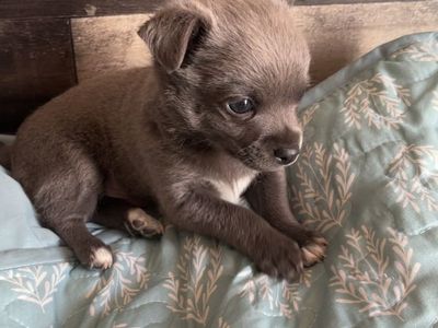 Chihuahua male
