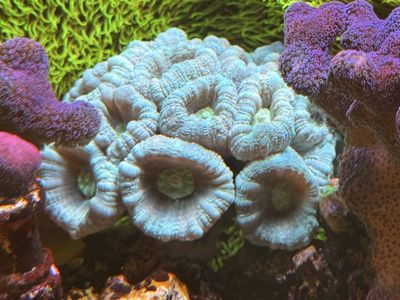 Candy cane