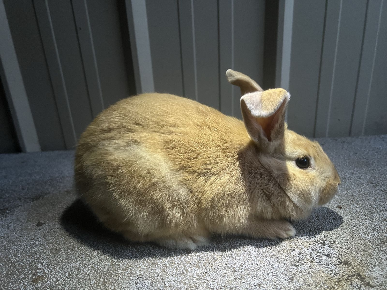 Purebred New Zealands