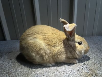 Purebred New Zealands