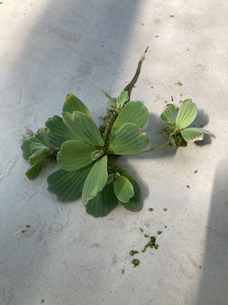 Floating Water Lettuce Plant
