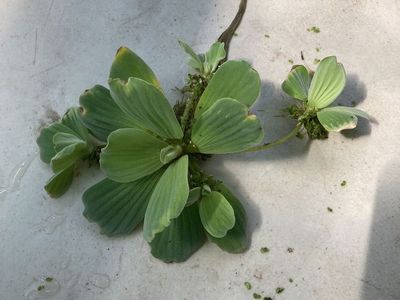 Water Lettuce Floating Plant