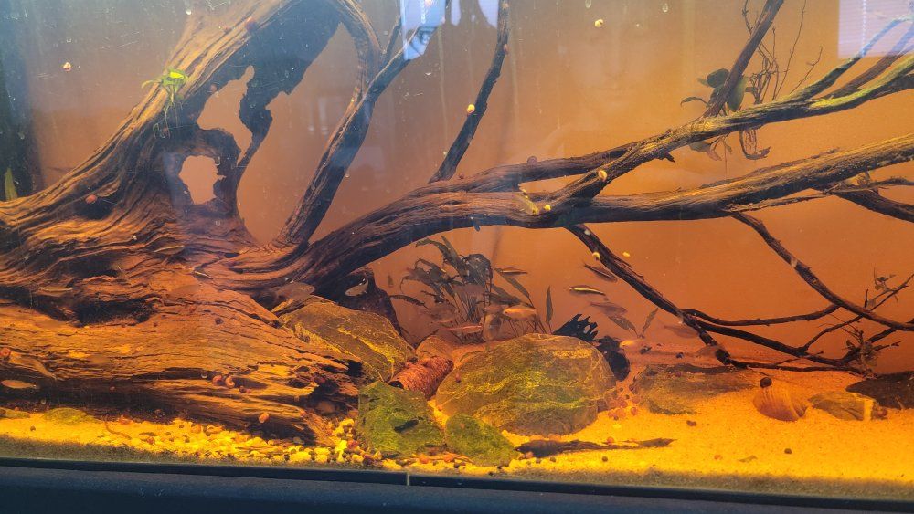 emergency sale. 55 gallon aquascape with Driftwood Hardscape and Live Fish