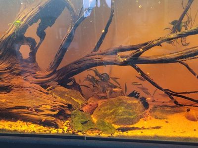 emergency sale. 55 gallon aquascape with Driftwood Hardscape and Live Fish