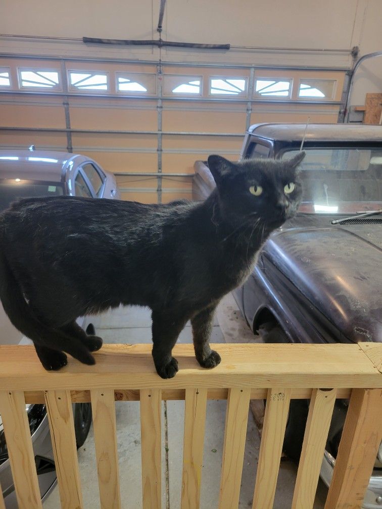 Loving Cat needs a new home