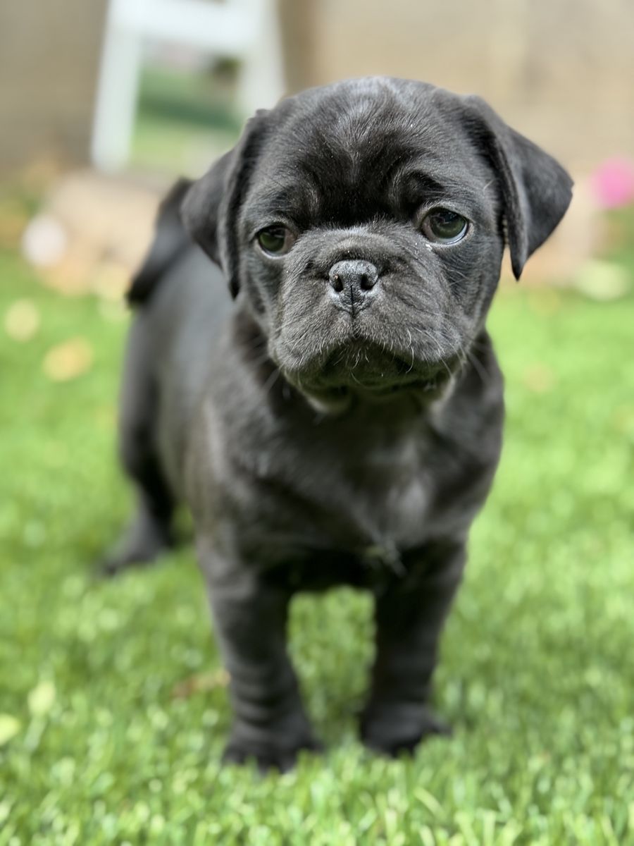 Adorable female black Pug Puppy for Sale - Ready for a Loving Home!