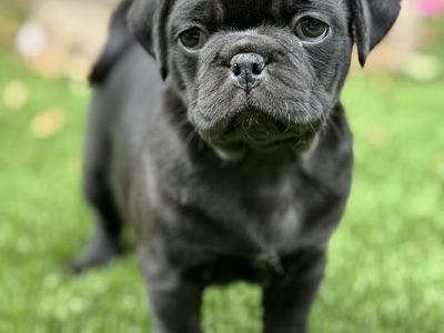 Adorable female black Pug Puppy for Sale - Ready for a Loving Home!