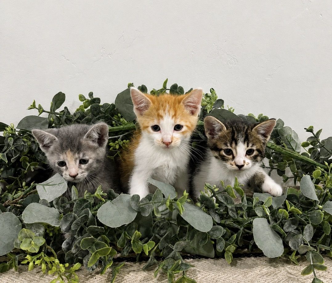 Adorable Kittens for Sale
