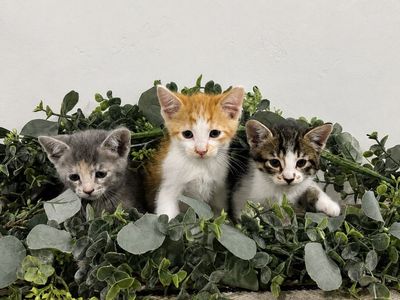 Adorable Kittens for Sale