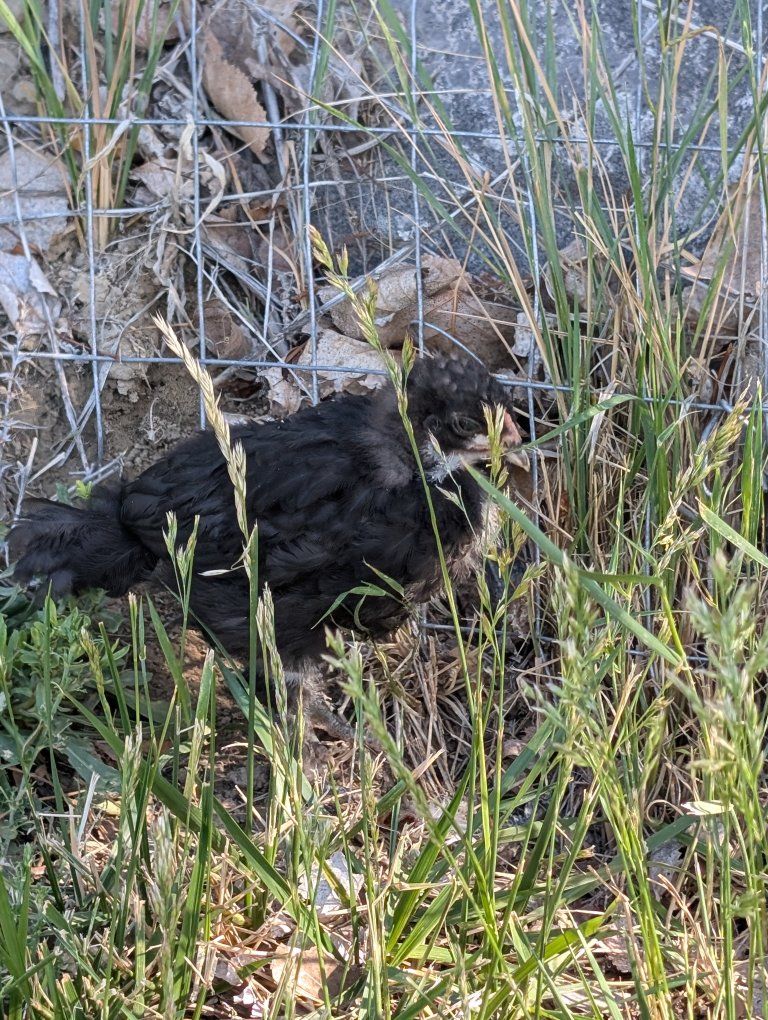 chicks