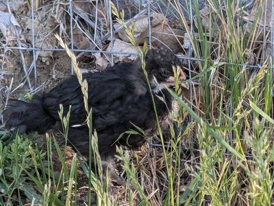 chicks