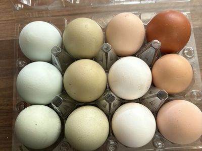 free range chicken eggs