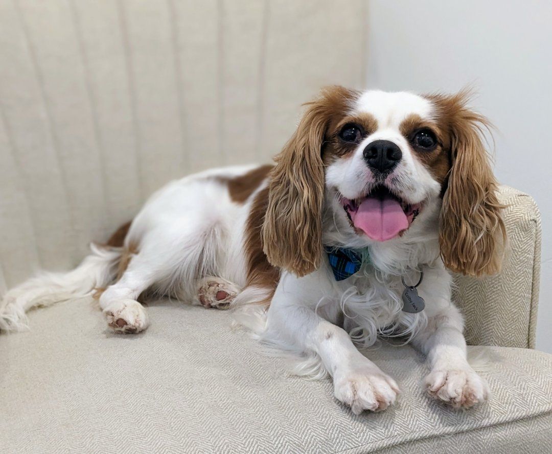 Affectionate & Charming Cavalier King Charles Spaniel, Skip the Puppy Stage
