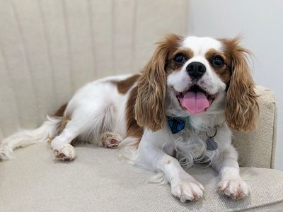 Affectionate & Charming Cavalier King Charles Spaniel, Skip the Puppy Stage