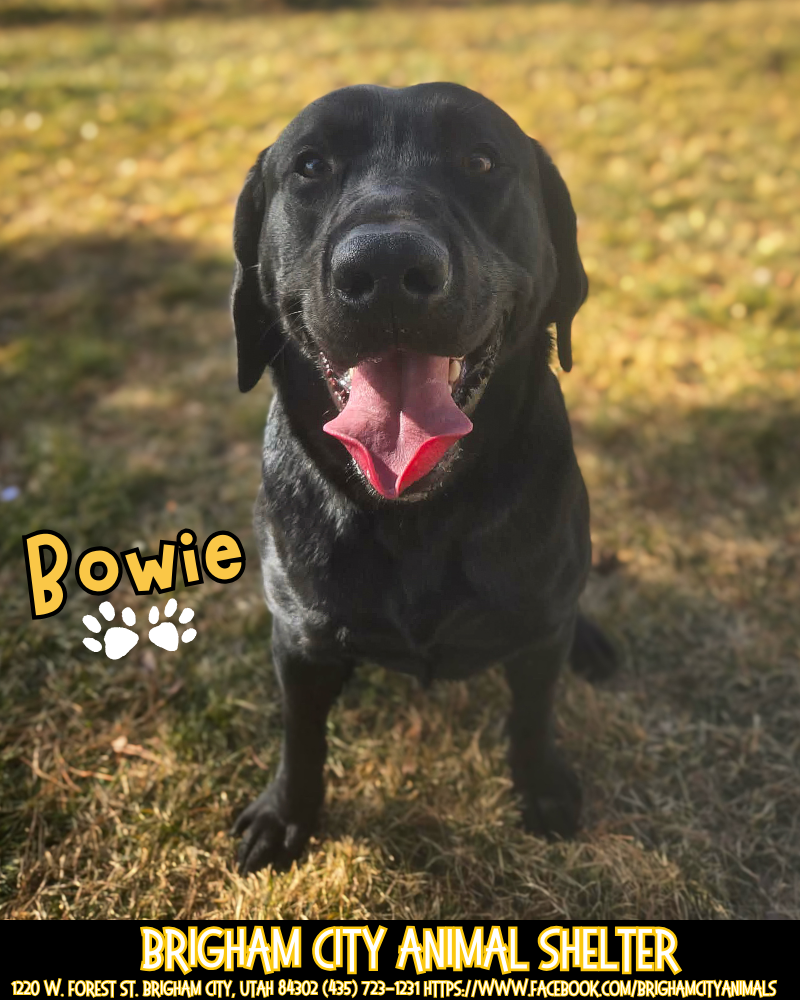 Bowie Needs a Forever Home!!
