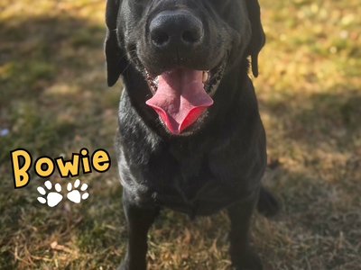 Bowie Needs a Forever Home!!